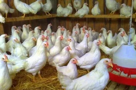 Csirkék Lohman White - fehér fajta leírás, képek és videó