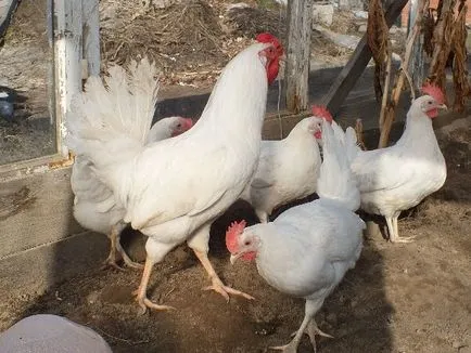 Csirkék Lohman White - fehér fajta leírás, képek és videó