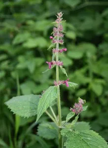 boli cerebrovasculare tratament pe bază de plante