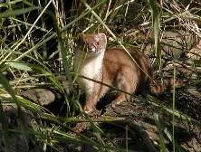 Nevăstuică Mustela nivalis Linnaeus (ordinare) comportament nevăstuică, de reproducere, de vânătoare, produse alimentare