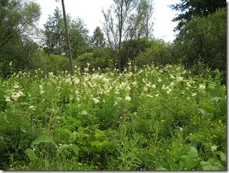 лечение колит, билки