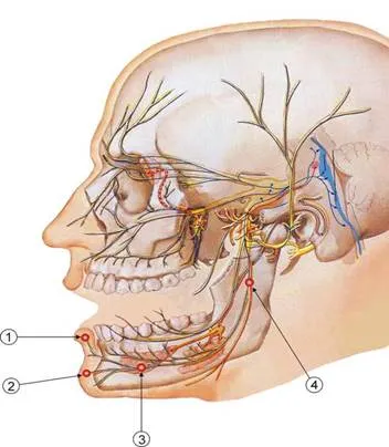 La tratamentul leziunii nervului alveolar inferior în implantologie dentară - modernă