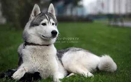 Husky fajta leírása, képek és az ár