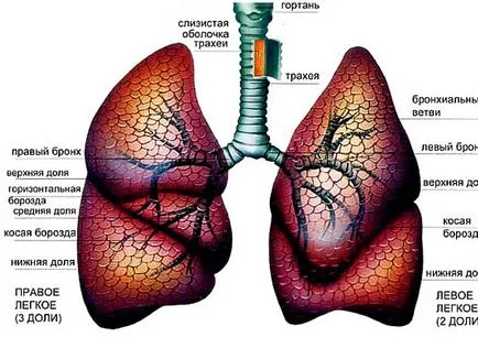 Fény személy, részesedése a tüdő, mellhártya, hörgő, bronchiolusokat