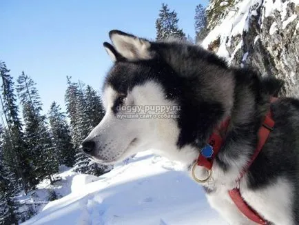 Husky fajta leírása, képek és az ár