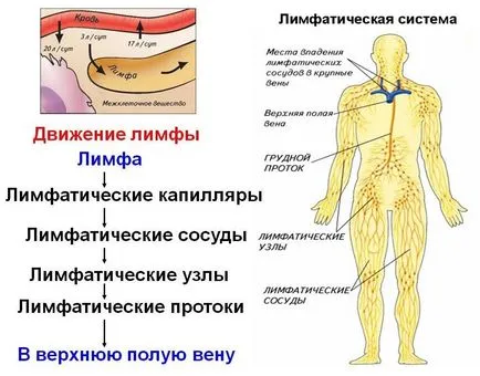 Limfadenită - clasificare, simptome de inflamație de noduli limfatici și tratamente