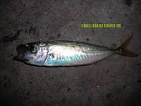Horgászat Fekete-tenger stavridki éjjel
