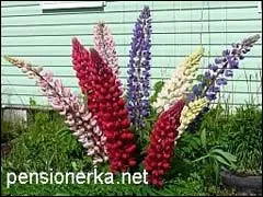 Lupin vagy „farkas-bab”