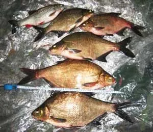 Gamele de pescuit pe alimentatorul de lac plătică crap la rezervor pe alimentatorului iaz