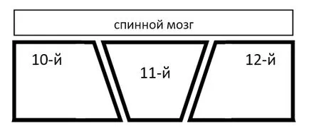 Малформация на прешлените, или - клиновидна прешлени - Френската Bulldog