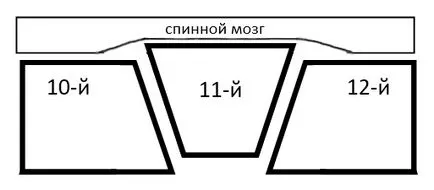 Малформация на прешлените, или - клиновидна прешлени - Френската Bulldog