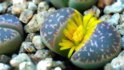 Lithops hogyan nőnek „élő rock” szoba, a kertben - kerti csapat