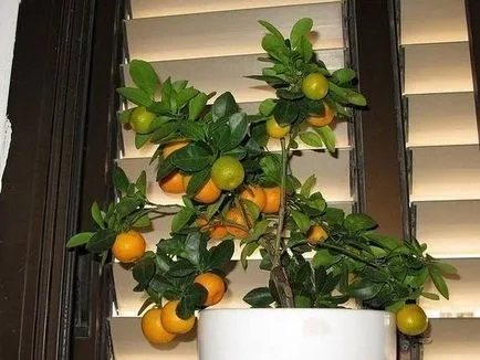 Tangerine дърво грижи у дома