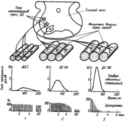 fibrele musculare lente (oxidare)