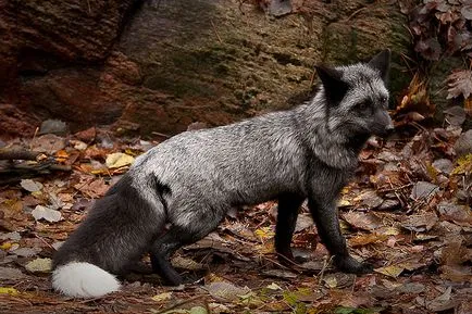 Fox szőrme - log online alkalmazás - bayanay