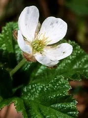 Cloudberry - különösen a növekvő