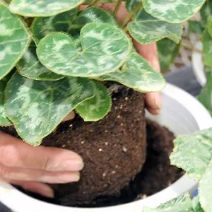 Pot ghiveciul Cyclamen înflorit cum să replanteze un Cyclamen, grădină și legume de grădină secrete