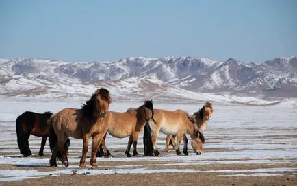 Mongol ló gondozása és használata lovak a mongol fajtához