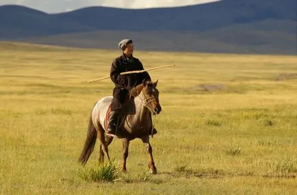 Mongol ló tenyésztése annak leírása és képek