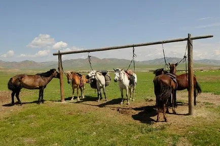 Mongol ló tenyésztése annak leírása és képek