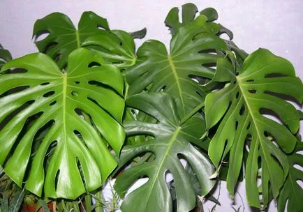 грижа Monstera у дома за тропическа лоза