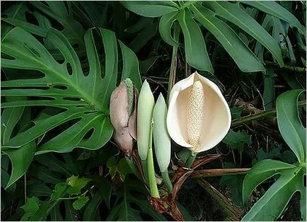 Monstera gondozás otthon egy trópusi szőlő