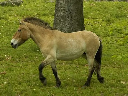 Монголски кон грижи и използването на коне от породата монголски