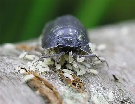 Lemn păduche arată ca un obișnuit, habitat, reproducere, altele