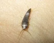 Insecte în baie și toaletă cum să se ocupe cu mici, bug-uri mici de uz casnic albe