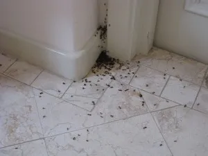 Insecte în baie și toaletă cum să se ocupe cu mici, bug-uri mici de uz casnic albe