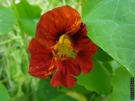 Nasturtium, cultivarea și întreținerea