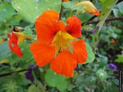 Nasturtium, култивиране и поддръжка