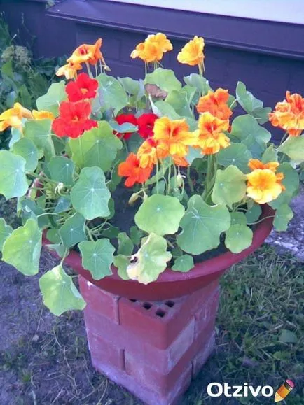 Nasturtium comentarii ale utilizatorilor