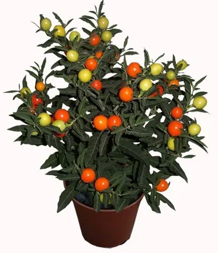 Flori Solanum de îngrijire la domiciliu, ls
