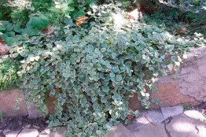 Euonymus „Fortune“ - decorarea de gradina ta