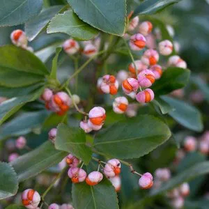 Euonymus Fortune a kertben, ültetés, gondozás és fotó