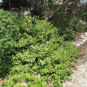 Euonymus Fortune a kertben, ültetés, gondozás és fotó