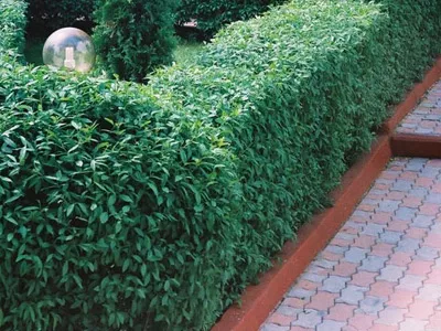 Euonymus „Fortune“ - decorarea de gradina ta