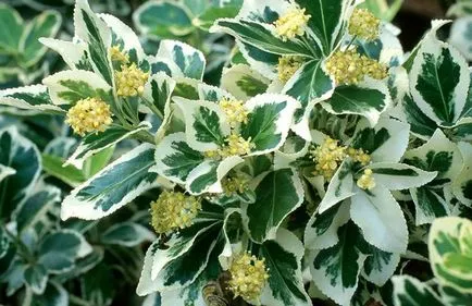 Euonymus Fortune в градина, засаждане, грижите и снимката