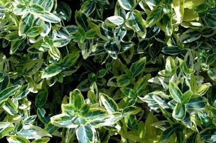 Euonymus „Fortune“ - decorarea de gradina ta