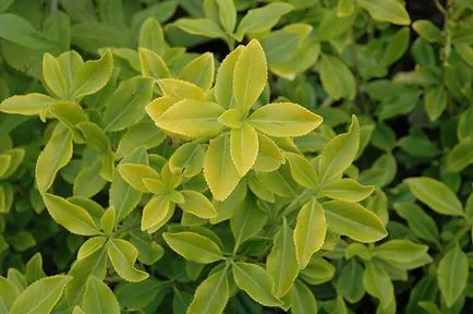 Euonymus Fortune в градина, засаждане, грижите и снимката