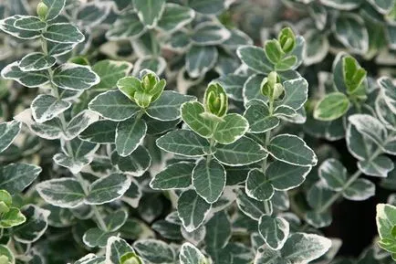 Euonymus Fortune a kertben, ültetés, gondozás és fotó