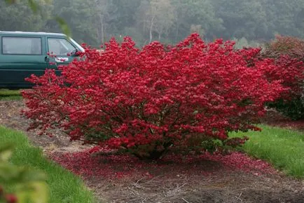 Fortune Euonymus kerttervezés fotók, ültetés és gondozás