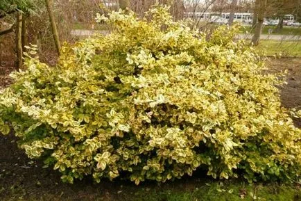 Euonymus „Fortune“ - decorarea de gradina ta