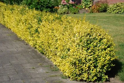 Fortune Euonymus kerttervezés fotók, ültetés és gondozás