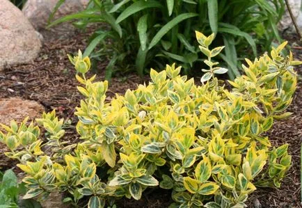 Fortune Грижа възпроизвеждане Euonymus видове