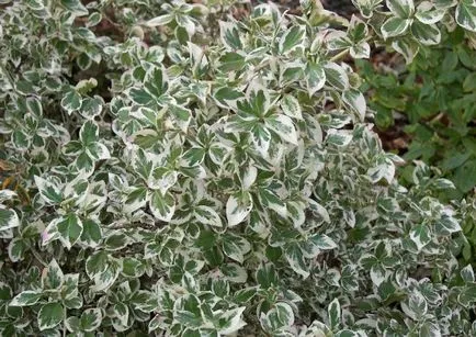 Euonymus „Fortune” - a dekoráció a kertben