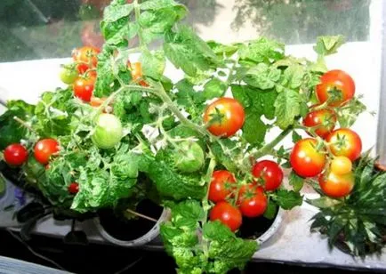 tomatele balcon întreb cum să crească roșii