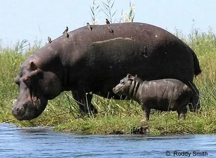 Хипопотамите са в състояние да плува