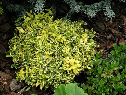 Fortune Грижа възпроизвеждане Euonymus видове